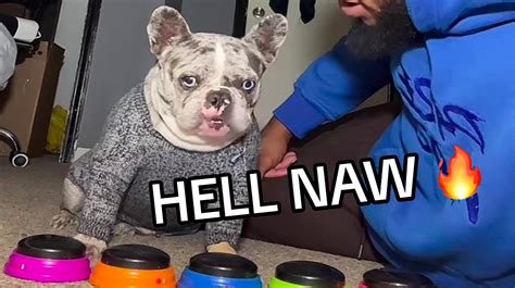 hell to the naw gif|dog saying hell nah.